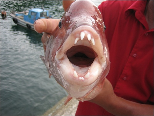 사투끝에 잡은 대형 혹돔이 날카로운 이빨을 드러내고 입을 벌리고 있다.