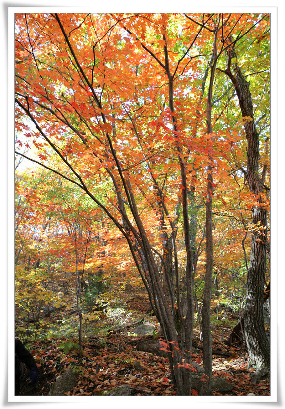 가을은 타오르는 단풍숲으로 절정을 맞는다