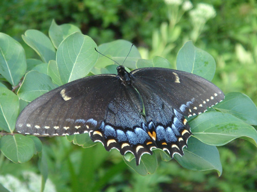배롱나무 가지에 앉은 검은 나비