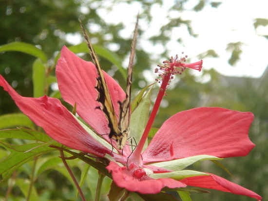 히비스커스와 호랑나비
히비스커스 꽃은 내얼굴 두배만하다.
나비의 크기가 짐작되리라