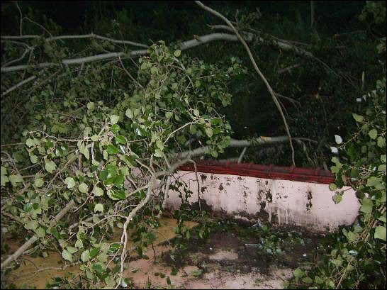 집 뒷산에 서있던 은사시나무가 바람을 이기지 못하고 집 옥상으로 넘어졌다.