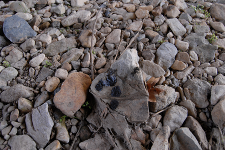 연등천 제4석교 인근에서 발견된 수달(천연기념물 330호)의 분변이다.