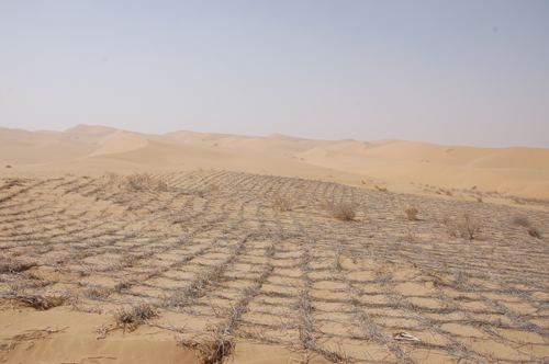 파단지린 사막 등의 사막화 지역에는 이런 고정물로 사막화를 막기 위해 공을 들이고 있지만 쉽지 않다