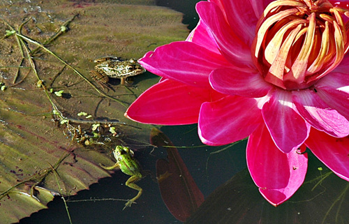 벌이나 곤충들이 꽃 위에 앉기를 기다리며 꽃을 노려보고 있는 금개구리
