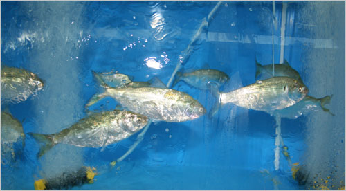 활어수족관의 바닷물은 비브리오 패혈증이나 식중독을 차단하기 위해 UV자외선으로 살균 처리했다.