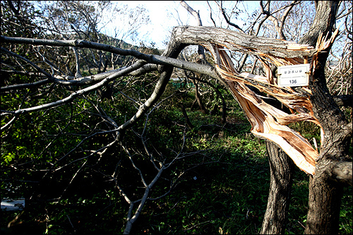 모감주나무 군락지 전체에 피해를 입어 약 50그루가 크게 훼손됐다.