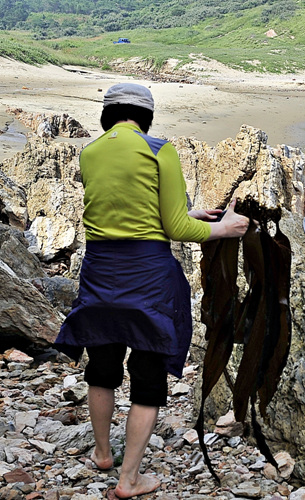 바위틈에 붙어 있는 사람 키만한 다시마를 일행이 따서 들고 있다.