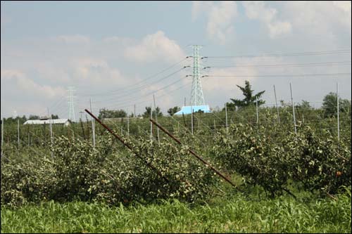 태풍 곤파스가 휩쓸고 간 충남 예산의 사과 농장들. 지지대가 기울어져 있다. 