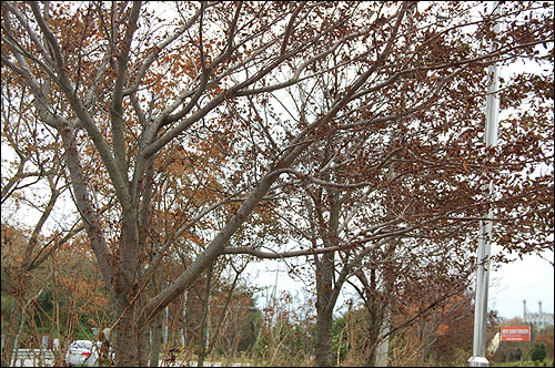 서산시 부석면  서산간척지 인근 지역 가로수가 백수현상으로 잎이 말라 마치 겨울나무를 연상시키고 있다.