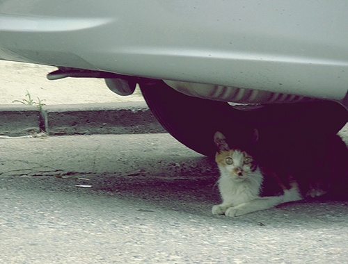 철원군 동송읍 동네 구경을 하다가 마주친 길고양이가 자전거탄 외지인을 호기심 어리게 쳐다보고 있다.