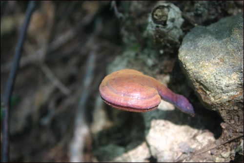 영지버섯(바위틈에 숨어 있다가 고개를 내민 영지버섯)