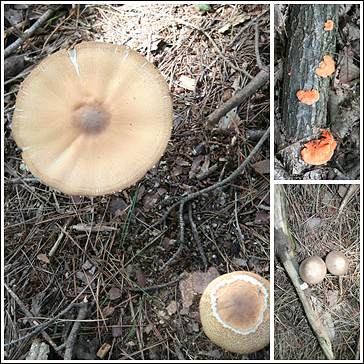 제각각인 버섯이 종류도 참 많다.