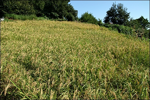 밭에서 자란 벼. 논 만큼은 풍성하지 않지만, 쌀이 필요한 시절에는 요긴한 농사였다.
