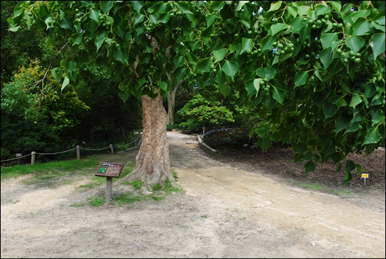 천리포수목원 내 오구나무. 그 앞에 나무 이름의 유래를 적은 푯말.
