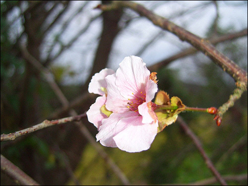 봄에 핀 것처럼 색깔도 선명하다. 이 벗나무에서는 내년 봄에도 꽃이 필까?