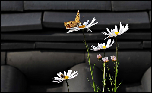 보탑사 담장사이 구절초에 나비와 벌이 앉아 꿀을 딴다.