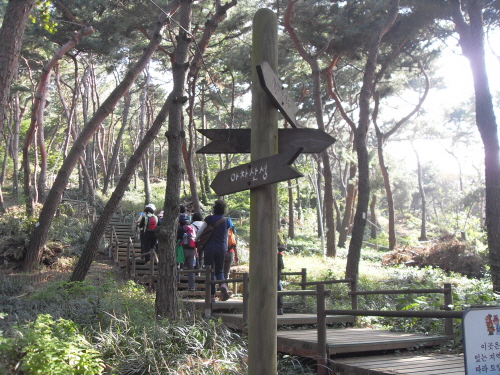 아차산성으로 오르는 소나무 숲길. 오른쪽은 생태공원.