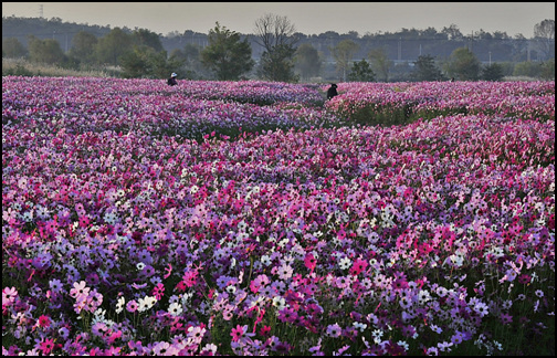 이른아침 드림파크 코스모스꽃길을 찾은 사진가들이 작품을 담고 있다.