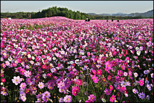 1만2천 여평의 넓은 코스모스꽃밭