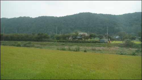 강원도의 들판 - 경춘선 차창에서 접한 강원도의 논은 아직 벼베기를 안한 곳이 있어서 황금빛 물결을 이루고 있다. 
