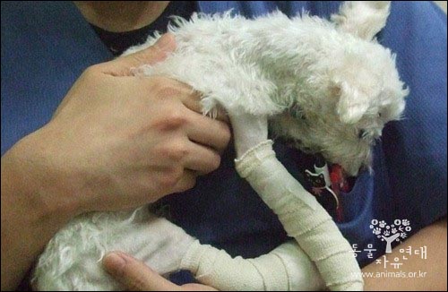 개를 학대한 후 다친 발을 치료하지 않고 방치하여 결국 이 개의 다리는 절단해야 했다.