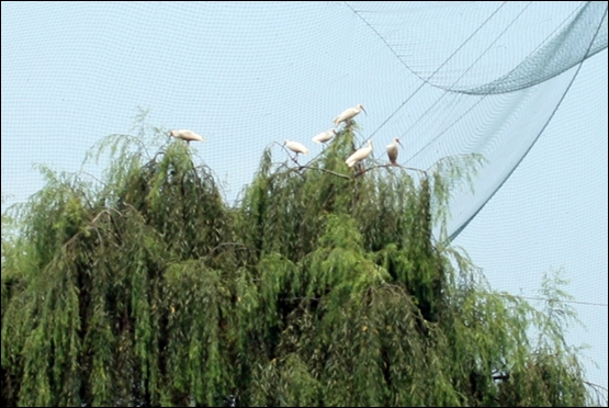 구호사육센터 안에서 날아오르던 따오기들이 나무 위에 내려앉은 모습.