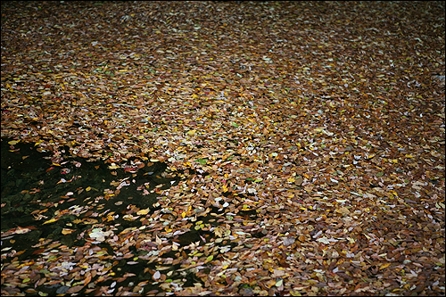 무리를 이룬 물 위의 낙엽들, 모두 어디로 갈까?