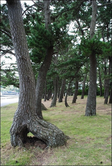  동고해수욕장 해송 숲