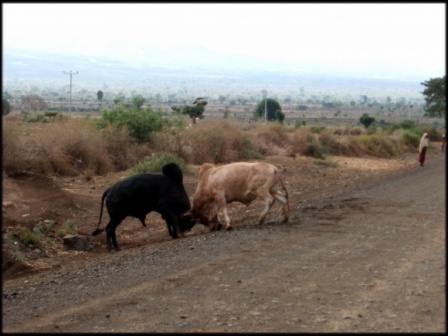 차를 위한 도로는 당나귀를 위한 도로이기도 하고, 소의 싸움판이기도 하다. 