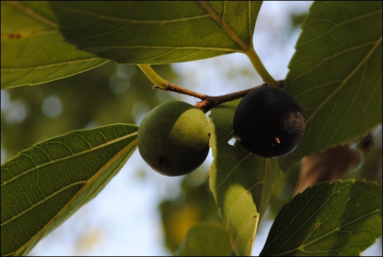 푸조나무 열매. 검은 게 익은 것.