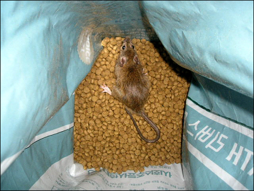 사료포대 안에 들어 있는 쥐 (자료 사진)