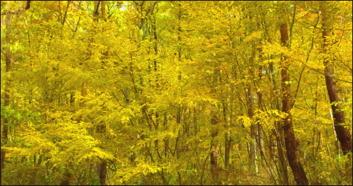 노란 단풍이 황금숲을 이루고 있는 연기암 가는 길