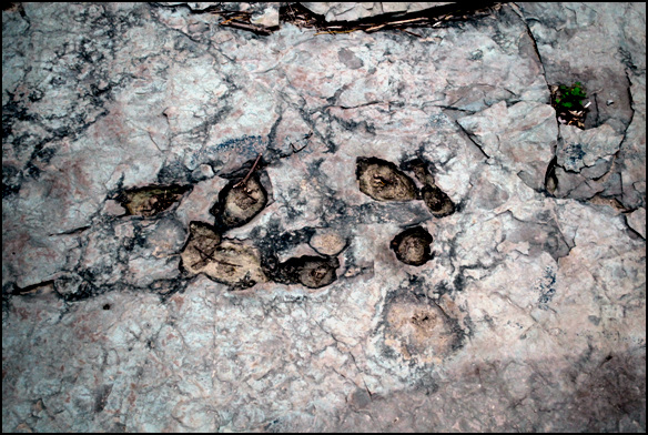 울산시 문화재자료 제13호로 지정된 대곡리 공룡발자국화석