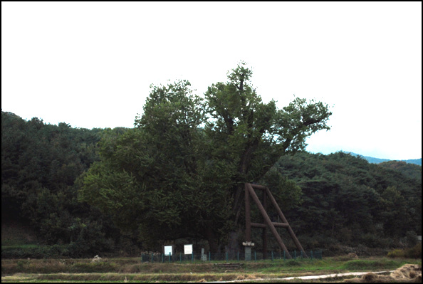 천연기념물 제64호 울주 구량리 은행나무