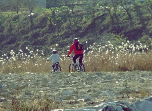 아버지와 아들이 같이 달리는 자전거 가족의 모습이 참 다정하고 정답다. 