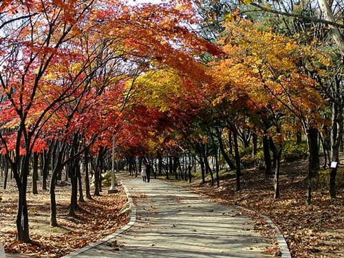  가을이 아름답게 드리워진 과천 대공원의 산책로 