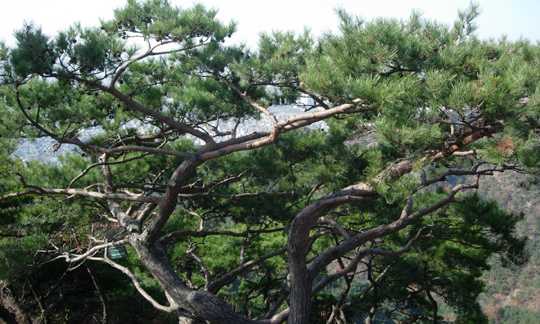 광진구에 의해 '제1호 명품 소나무'로 지정된 소나무. 나무 가지 사이로 서울시가 한 눈에 보인다.
