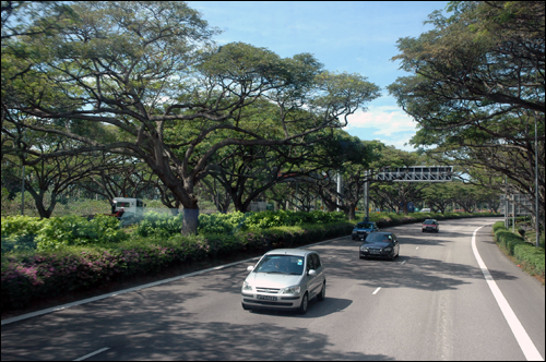싱가포르 고속도로 주변에는 밀림에서나 볼 수 있는 큰 나무들이 숲을 이루고 있는듯 하다.