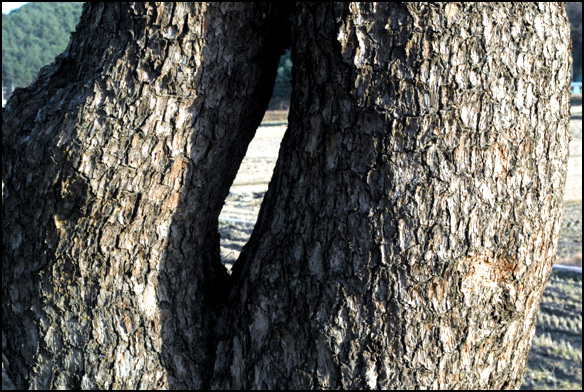 소나무에 뚫린 구멍으로 보아 연리목임을 알 수 있다