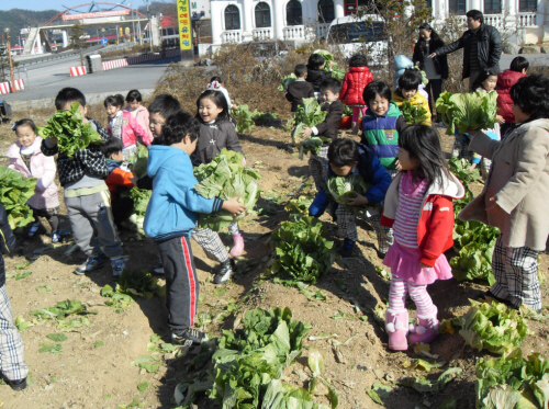 텃밭에서 배추를 수확하는 아이들