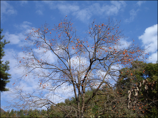 치목마을 뒷길로 접어들어 산행을 시작하는 곳에 선 감나무이다. 여름철에 힘드려 일한 보람으로 풍성한 열매를 달았다. 