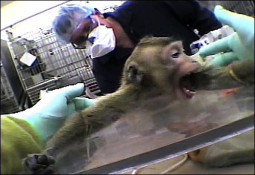 영장류의 동물실험은 감각력있는 동물을 이용한다는 점에서 많은 도덕적 논쟁을 불러일으킨다.