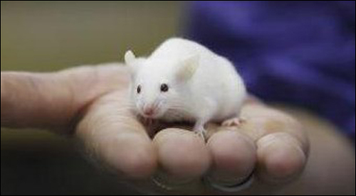 동물 실험의 90%에는 쥐가 이용된다. 작지만 신경계통이 발달한 척추동물이다.