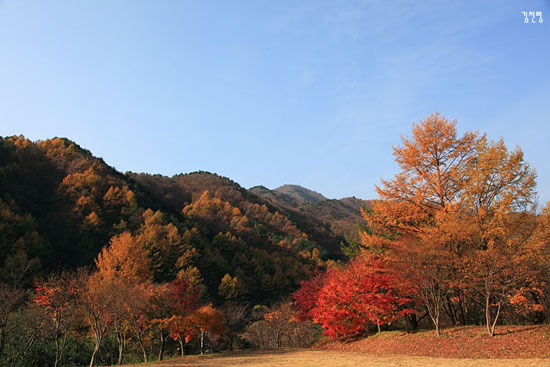  온통 붉은 진전사지의 단풍