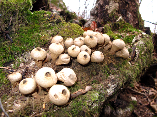 야생 버섯이 신기하다.  "방귀버섯" 가을에 숲 속의 낙엽 사이에 무리 지어 자란다. 