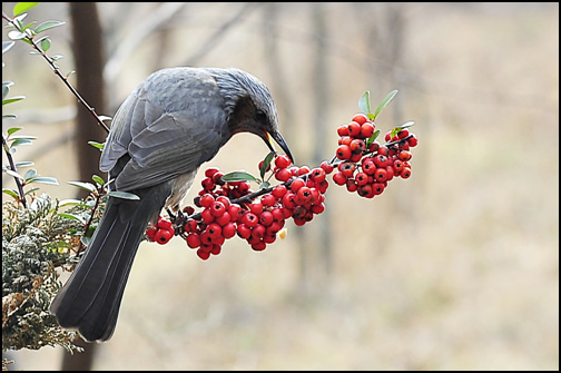 지박구리는 열매를 따 먹는 새입니다.