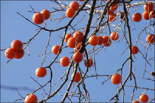 서리가 너무 일찍내리는 바람에 미처 수확하지 못한 감들이 나무에 홍시감으로 달려있다.
