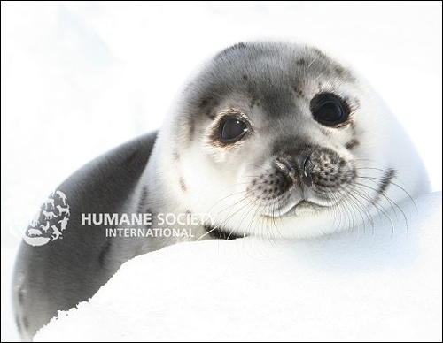 아기 바다표범Baby Seal 의 대표적인 모습. 이 사진은 레베카씨가 직접 촬영한 것이다. 