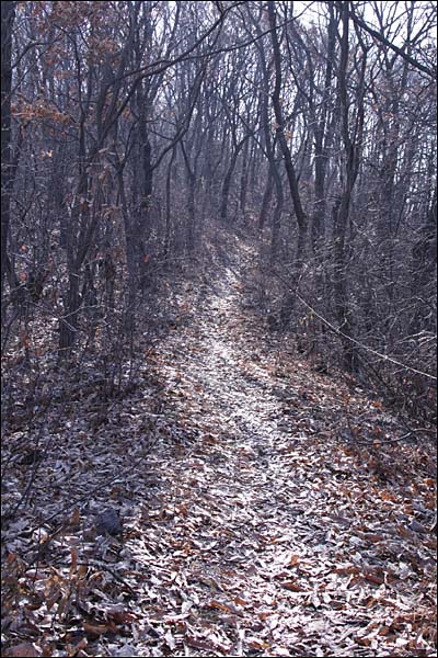 눈 내린 흔적이 남아 있다. 길은 숲으로 이어진다.