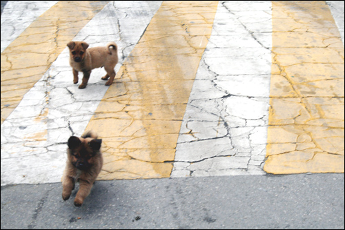 천진난만하게 도로 위를 뛰어다니는 강아지들
